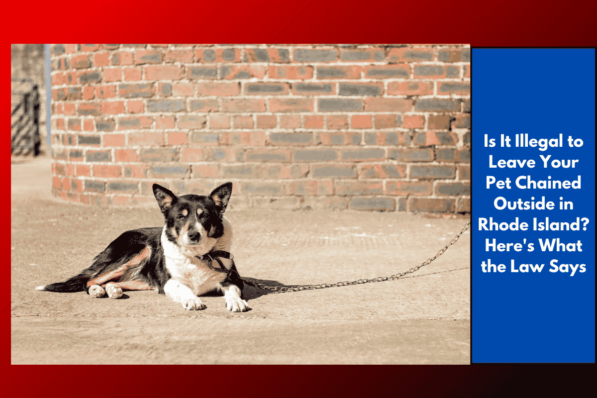 Is It Illegal to Leave Your Pet Chained Outside in Rhode Island? Here's What the Law Says