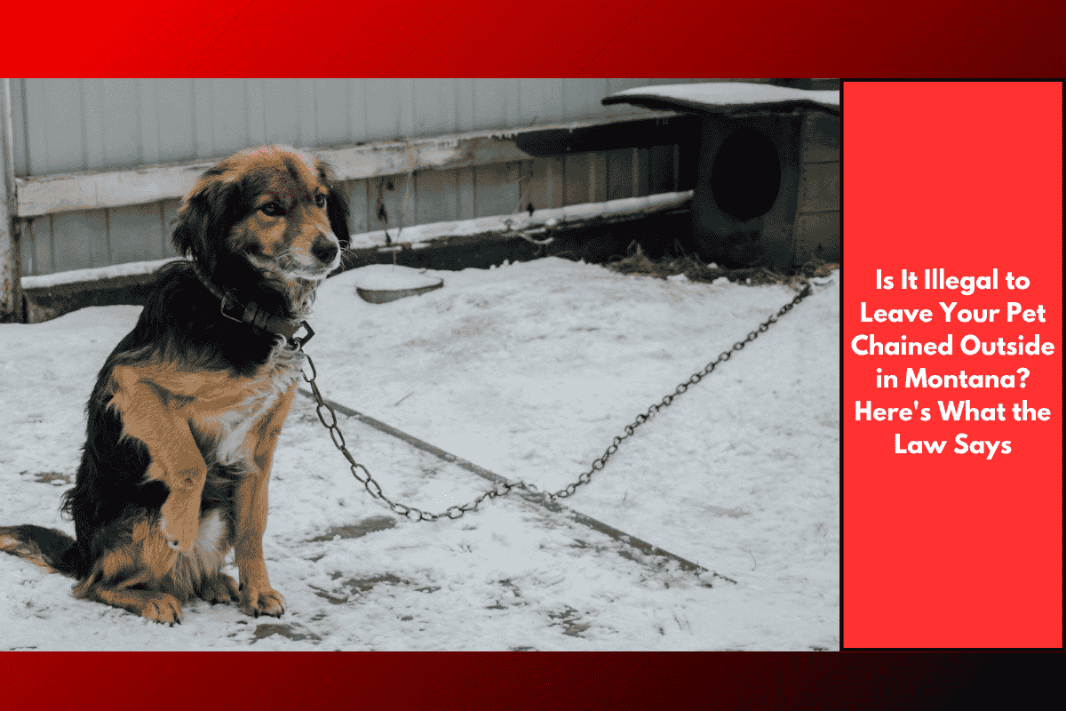 Is It Illegal to Leave Your Pet Chained Outside in Montana? Here's What the Law Says