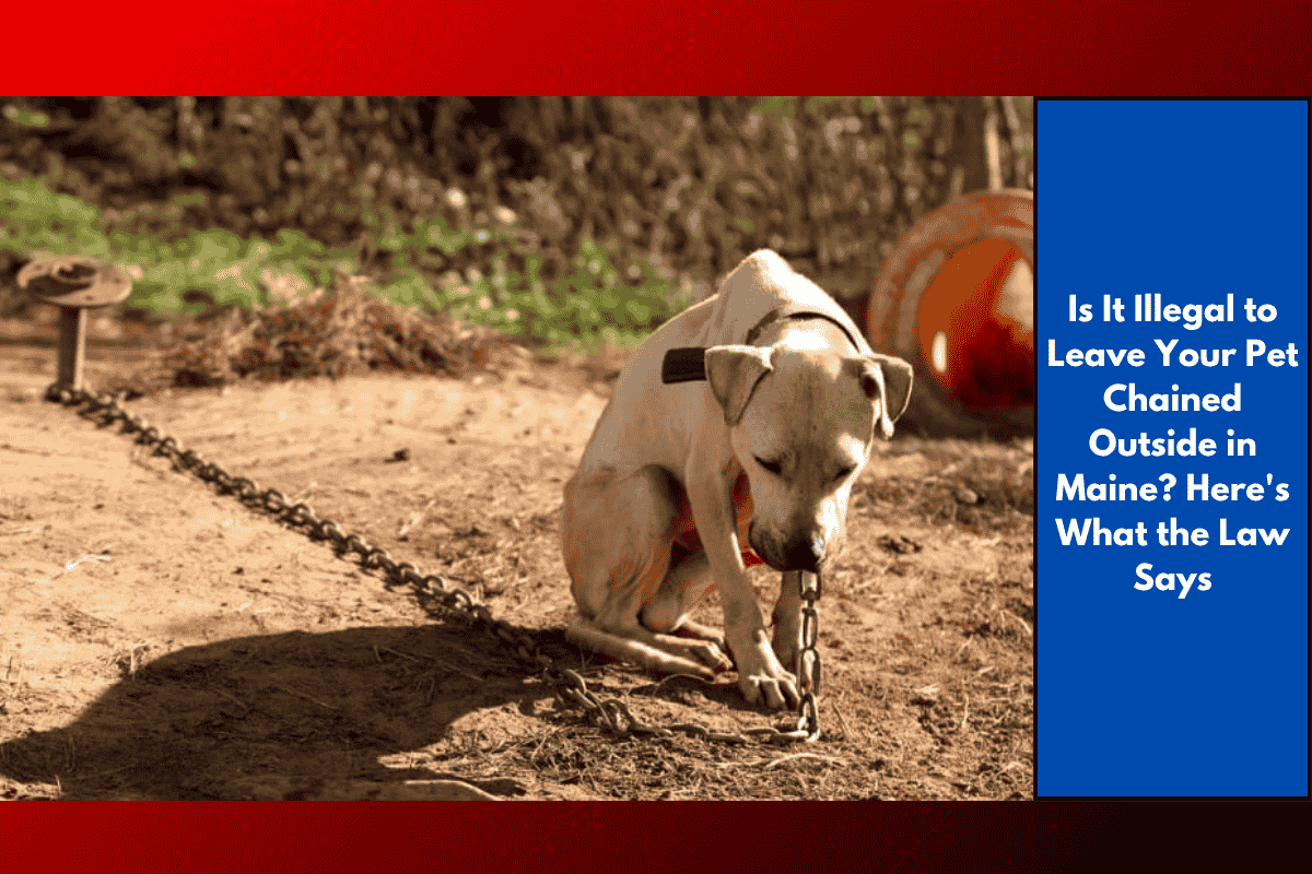 Is It Illegal to Leave Your Pet Chained Outside in Maine? Here's What the Law Says