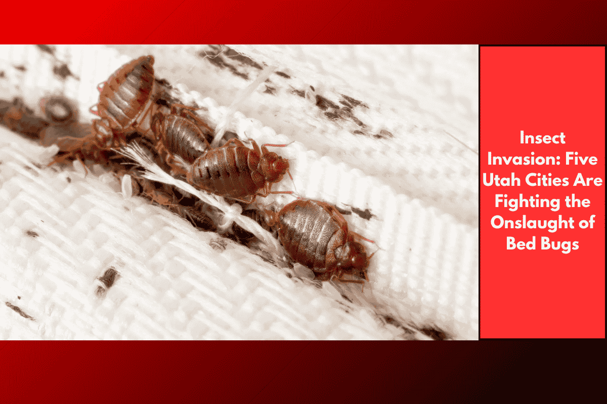 Insect Invasion: Five Utah Cities Are Fighting the Onslaught of Bed Bugs