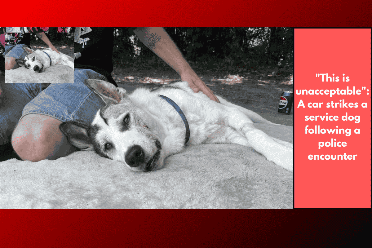 "This is unacceptable": A car strikes a service dog following a police encounter