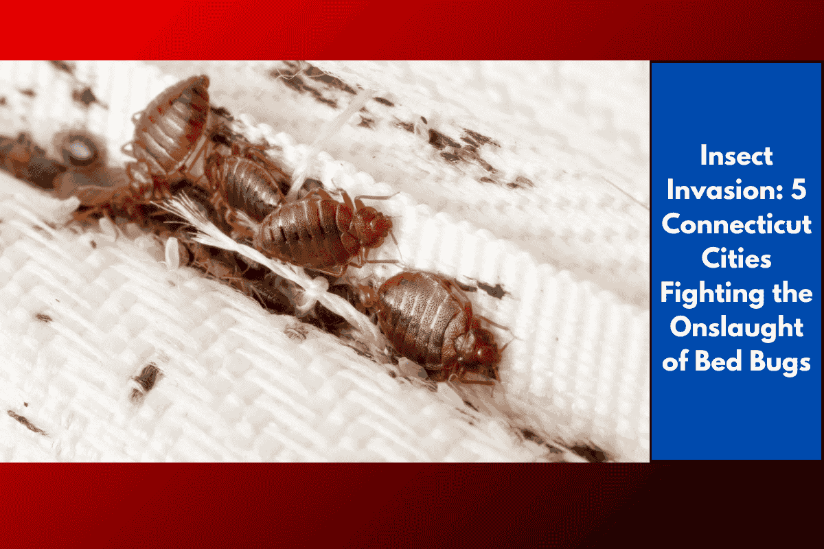 Insect Invasion: 5 Connecticut Cities Fighting the Onslaught of Bed Bugs