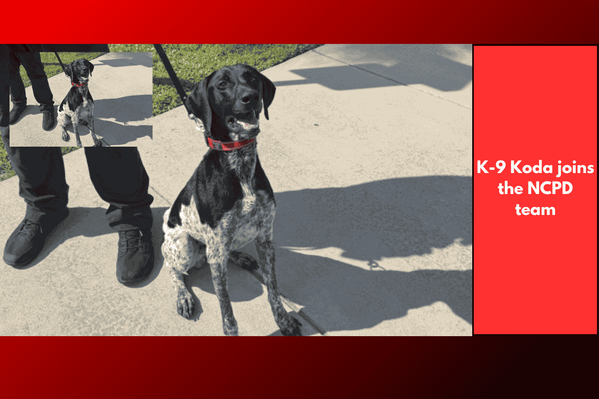 K-9 Koda joins the NCPD team