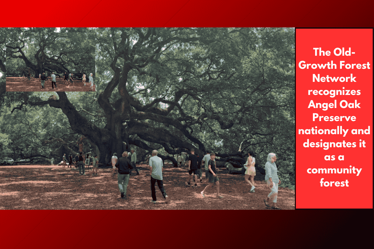 The Old-Growth Forest Network recognizes Angel Oak Preserve nationally and designates it as a community forest