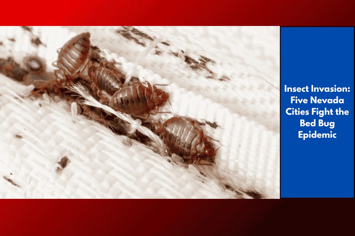 Insect Invasion: Five Nevada Cities Fight the Bed Bug Epidemic