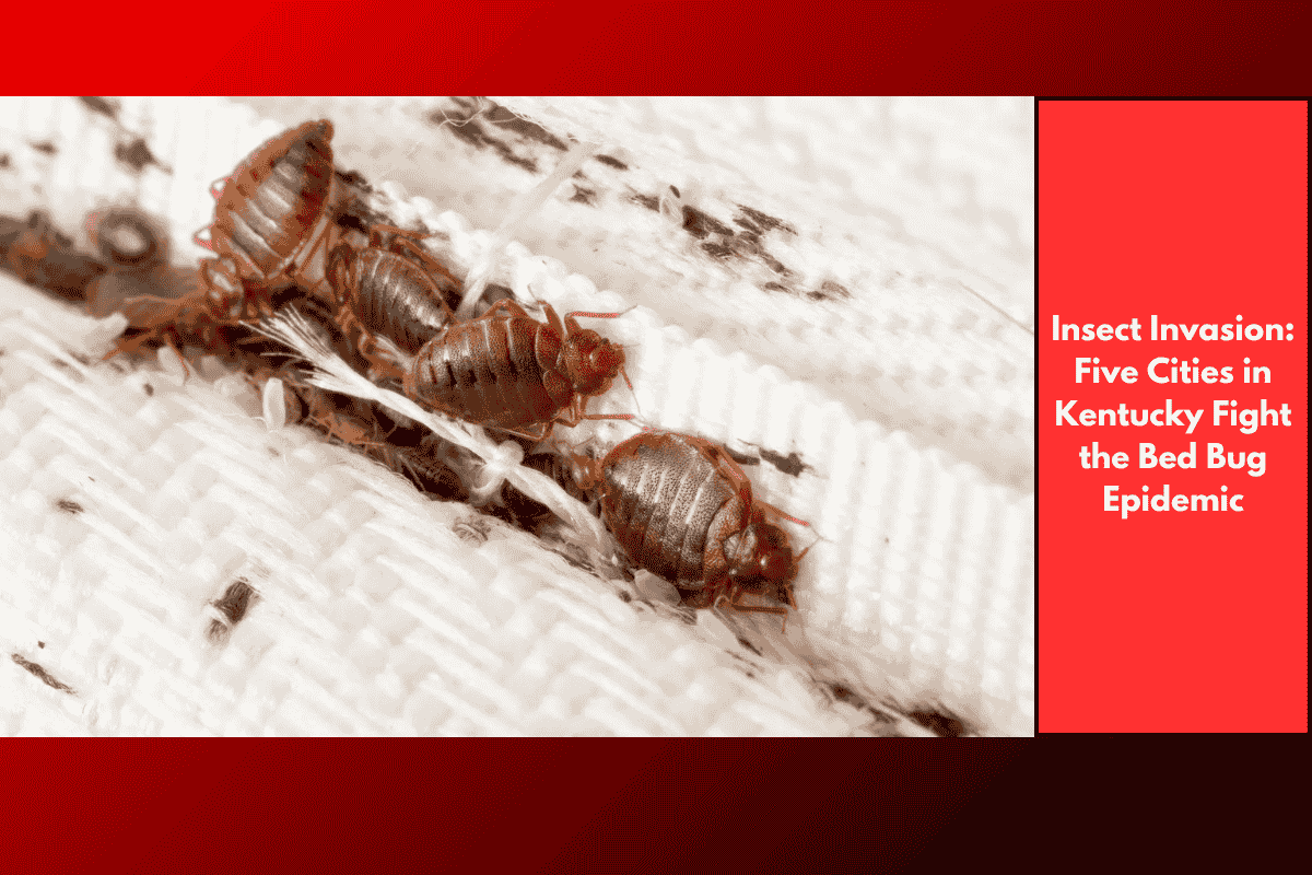 Insect Invasion: Five Cities in Kentucky Fight the Bed Bug Epidemic