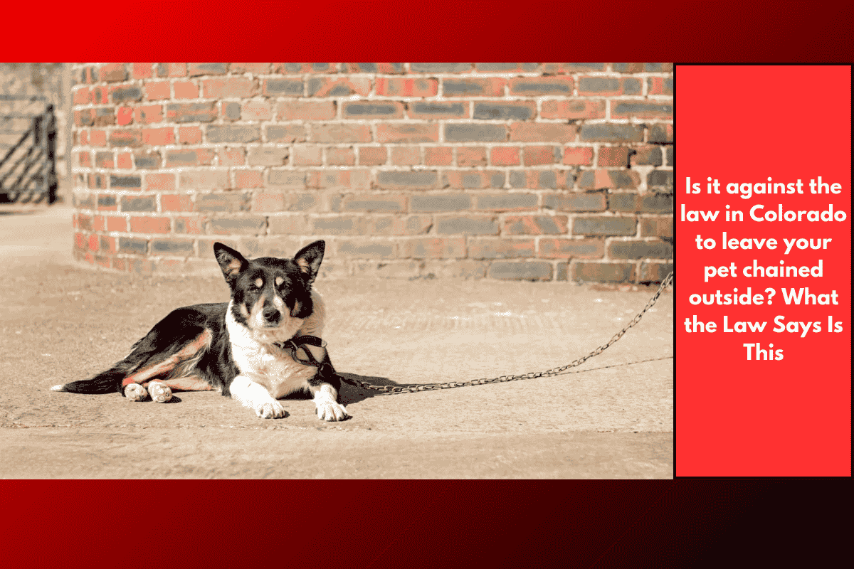 Is it against the law in Colorado to leave your pet chained outside? What the Law Says Is This