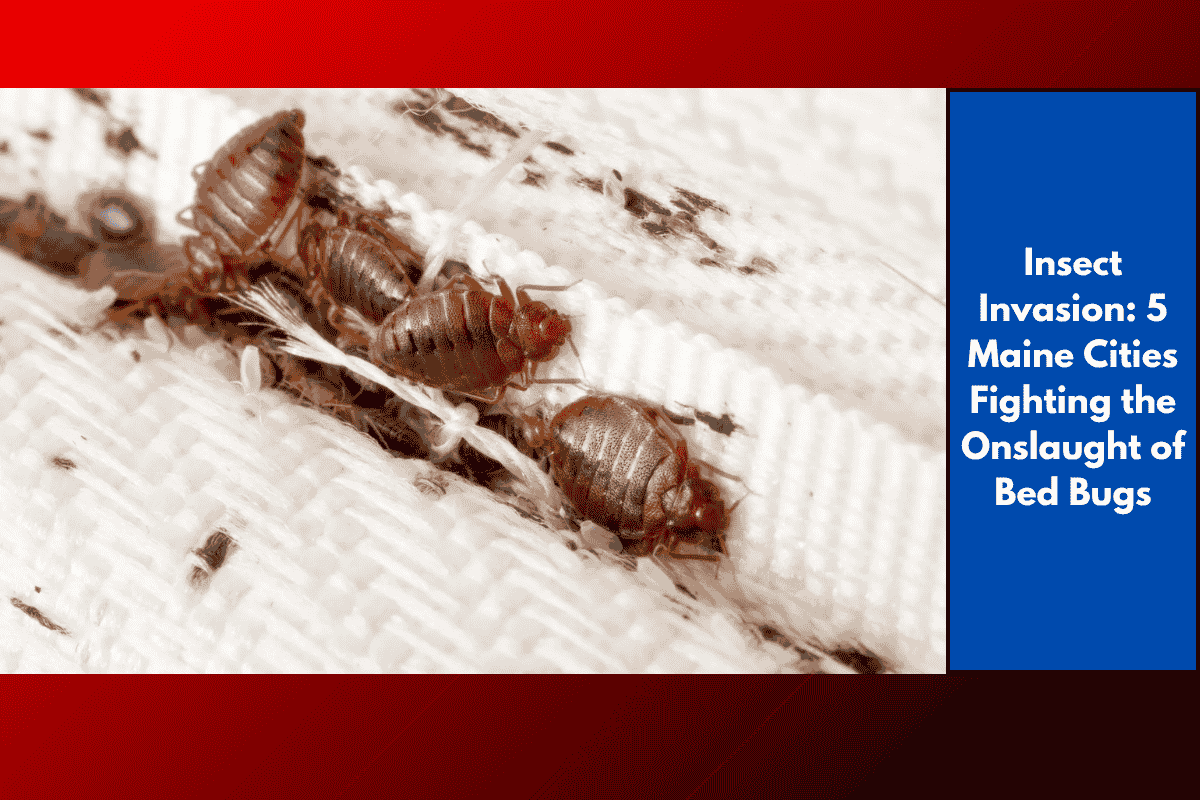 Insect Invasion: 5 Maine Cities Fighting the Onslaught of Bed Bugs