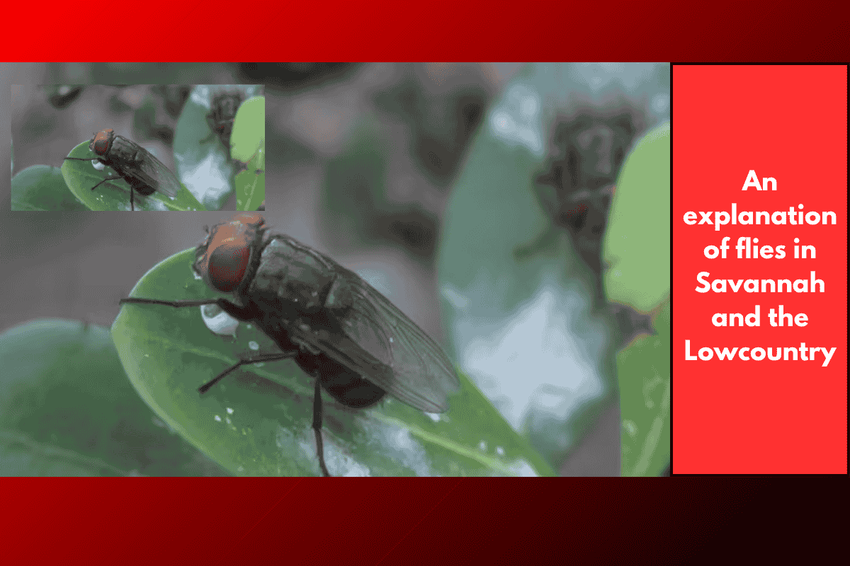 An explanation of flies in Savannah and the Lowcountry