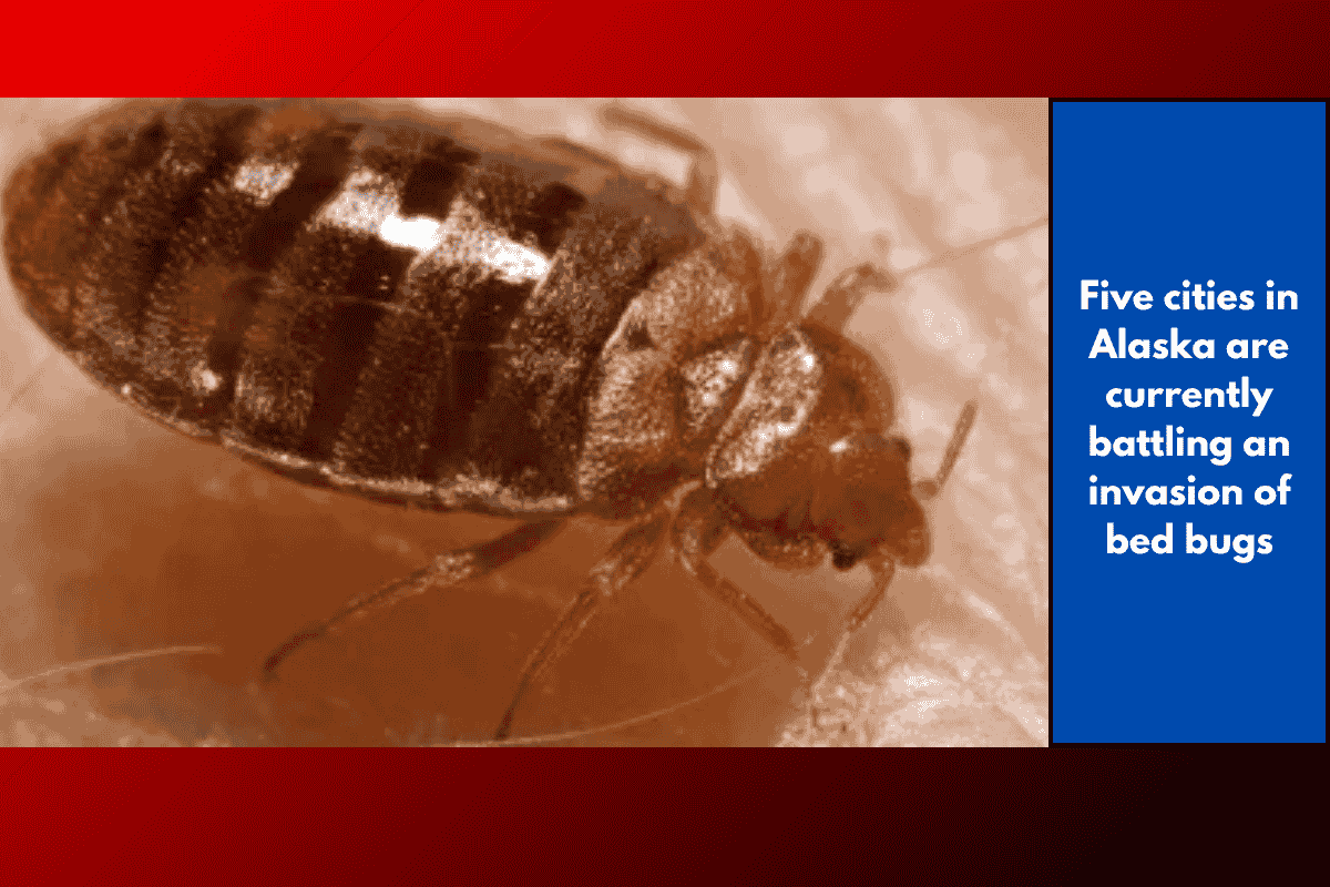 Five cities in Alaska are currently battling an invasion of bed bugs