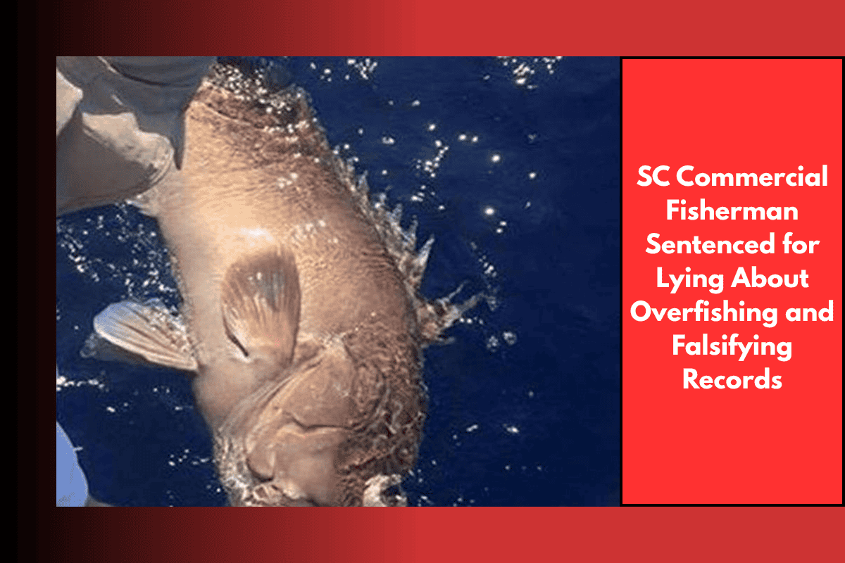 SC Commercial Fisherman Sentenced for Lying About Overfishing and Falsifying Records