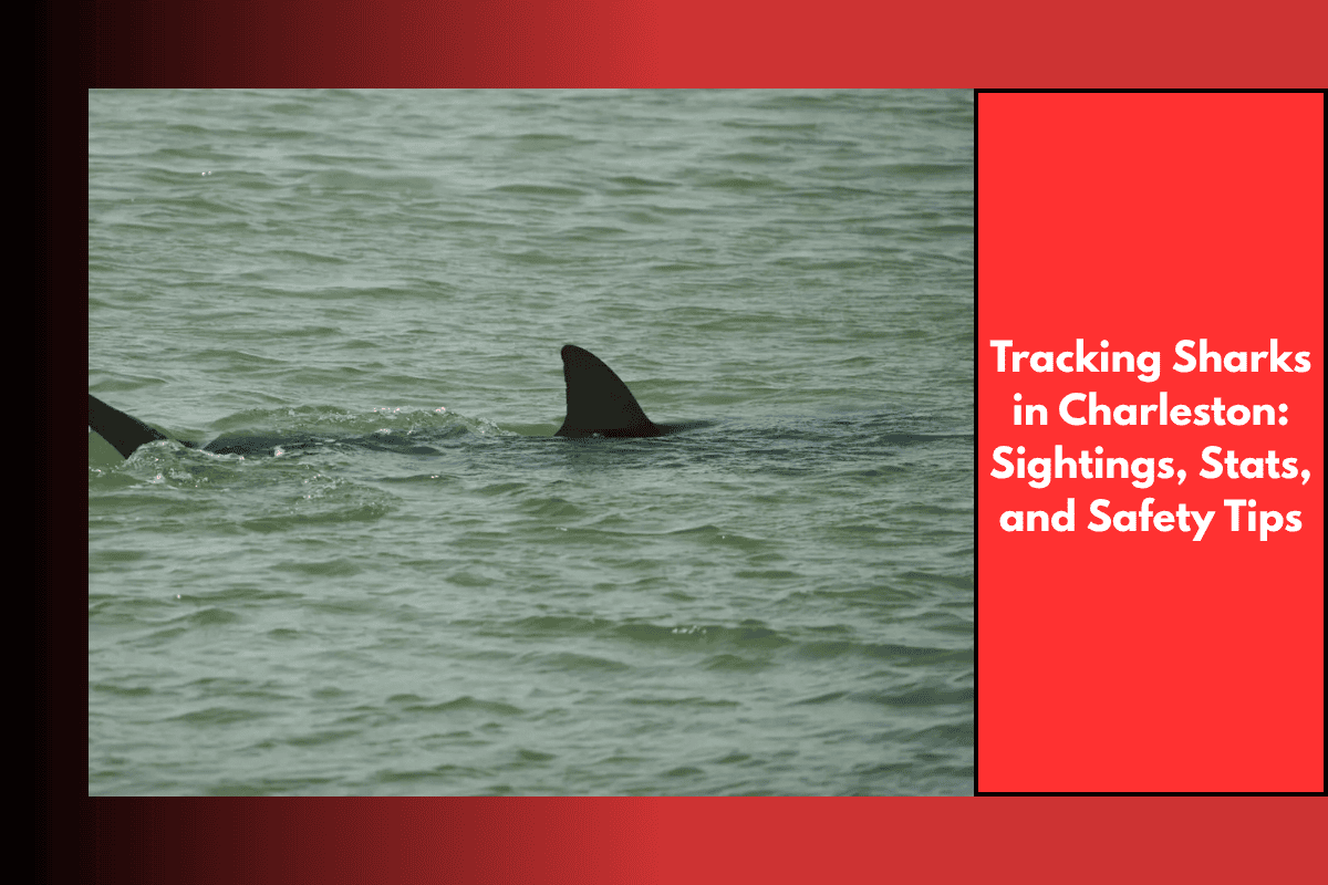 Tracking Sharks in Charleston Sightings, Stats, and Safety Tips