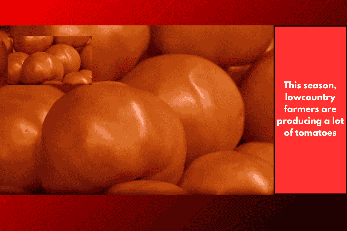 This season, lowcountry farmers are producing a lot of tomatoes