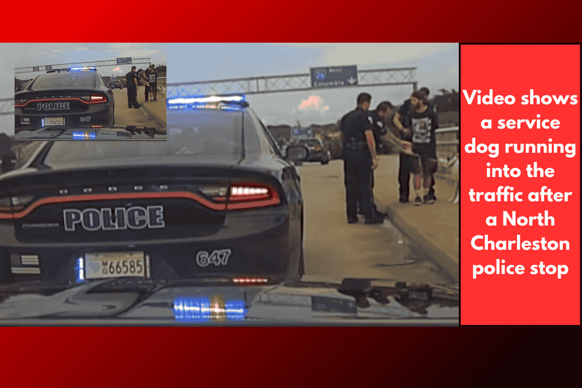 Video shows a service dog running into the traffic after a North Charleston police stop