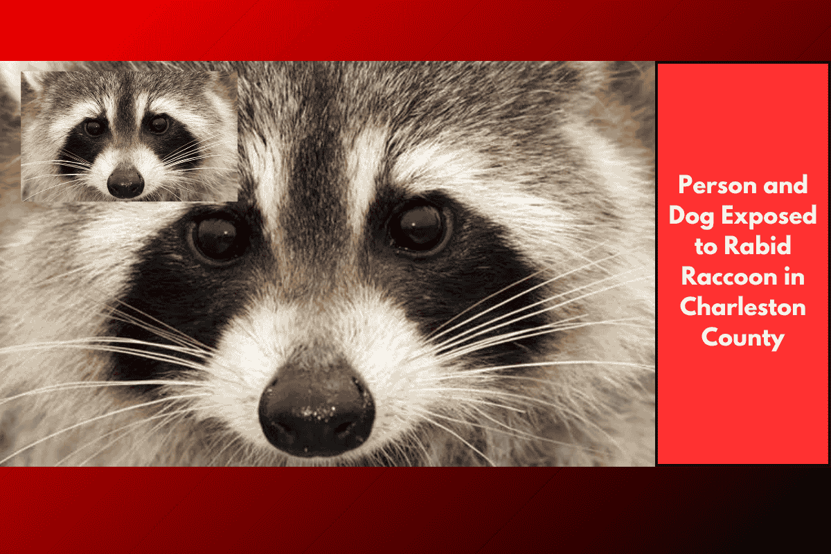 Person and Dog Exposed to Rabid Raccoon in Charleston County