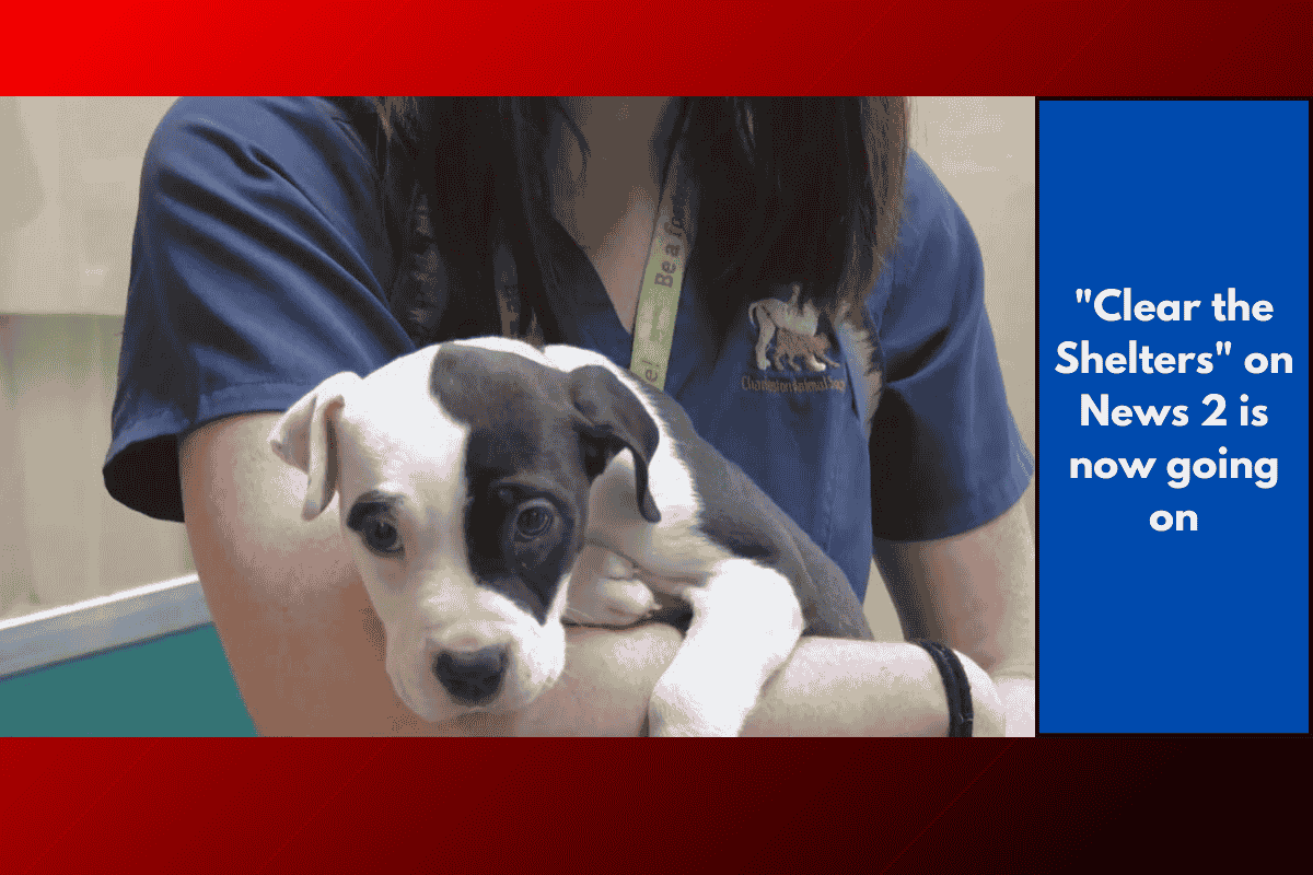"Clear the Shelters" on News 2 is now going on