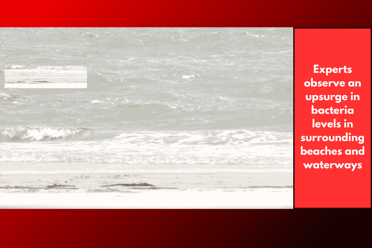 Experts observe an upsurge in bacteria levels in surrounding beaches and waterways