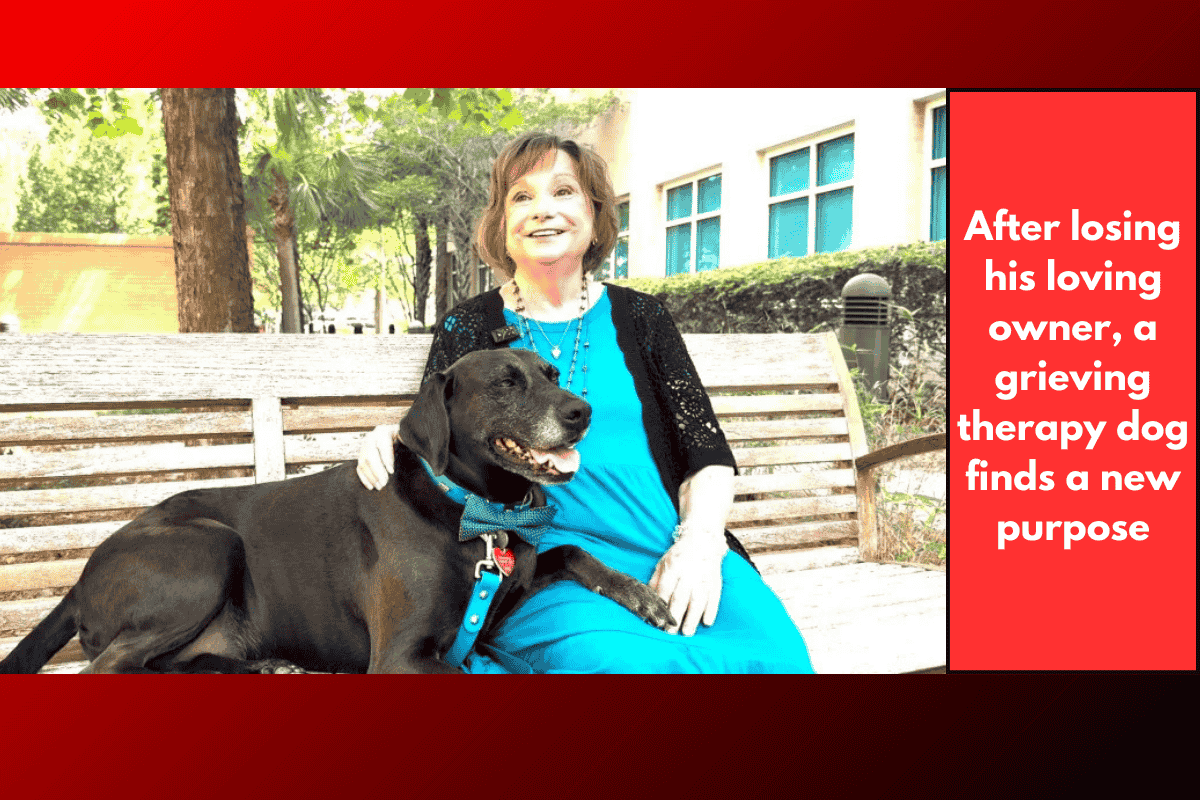After losing his loving owner, a grieving therapy dog finds a new purpose