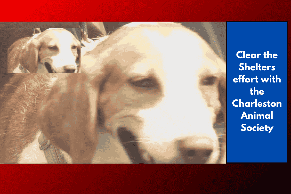 Clear the Shelters effort with the Charleston Animal Society