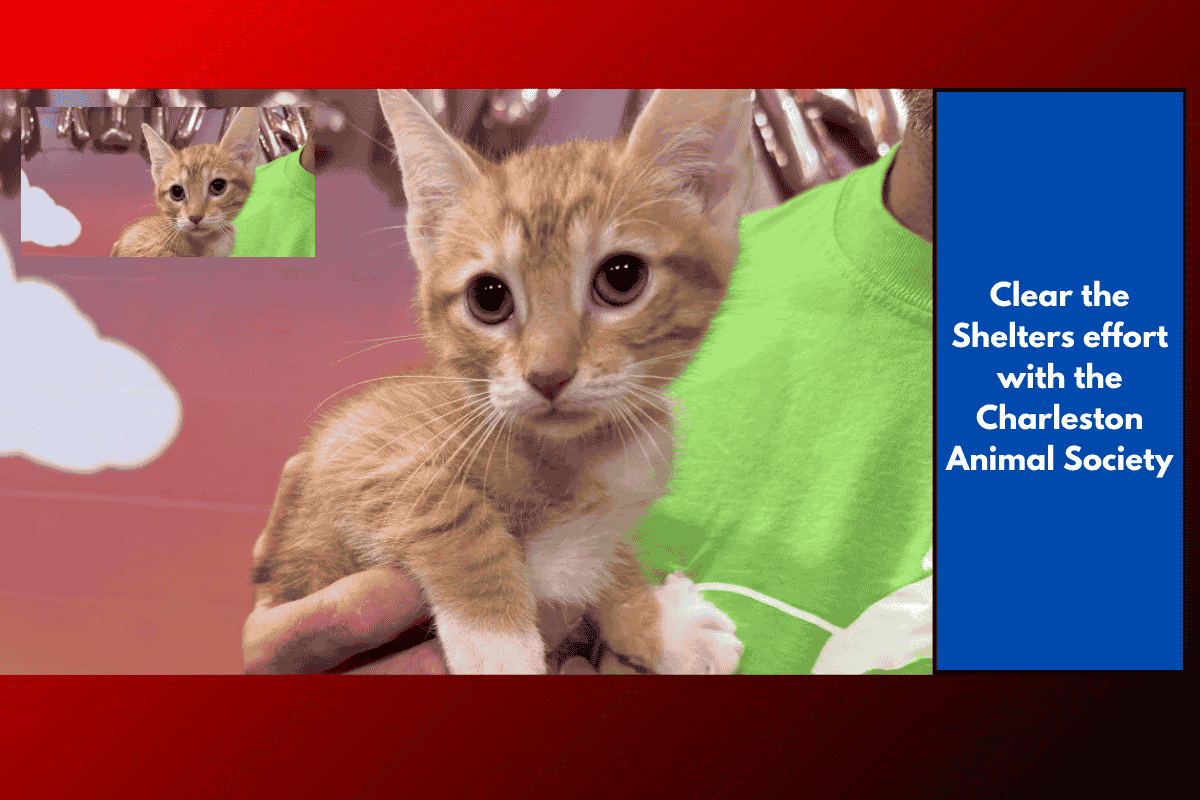 Clear the Shelters effort with the Charleston Animal Society