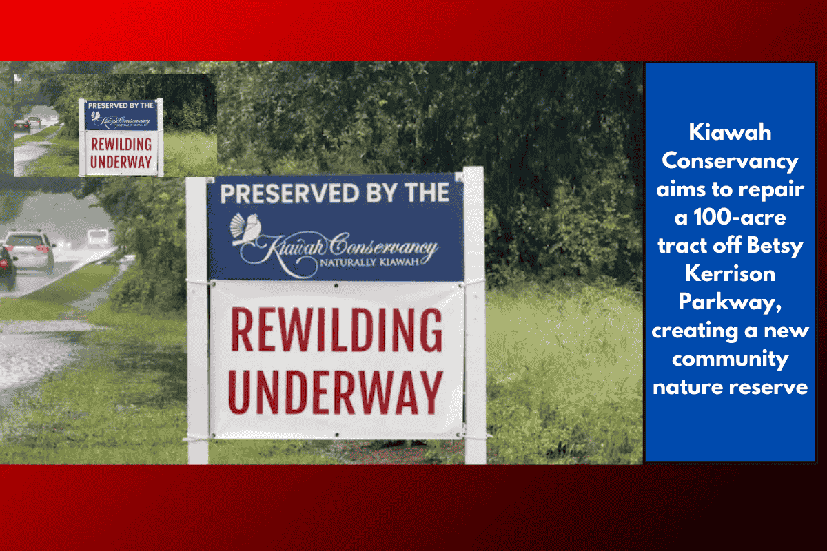 Kiawah Conservancy aims to repair a 100-acre tract off Betsy Kerrison Parkway, creating a new community nature reserve