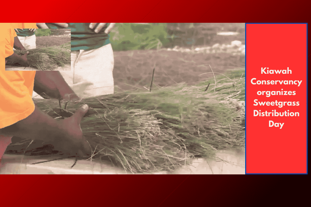 Kiawah Conservancy organizes Sweetgrass Distribution Day