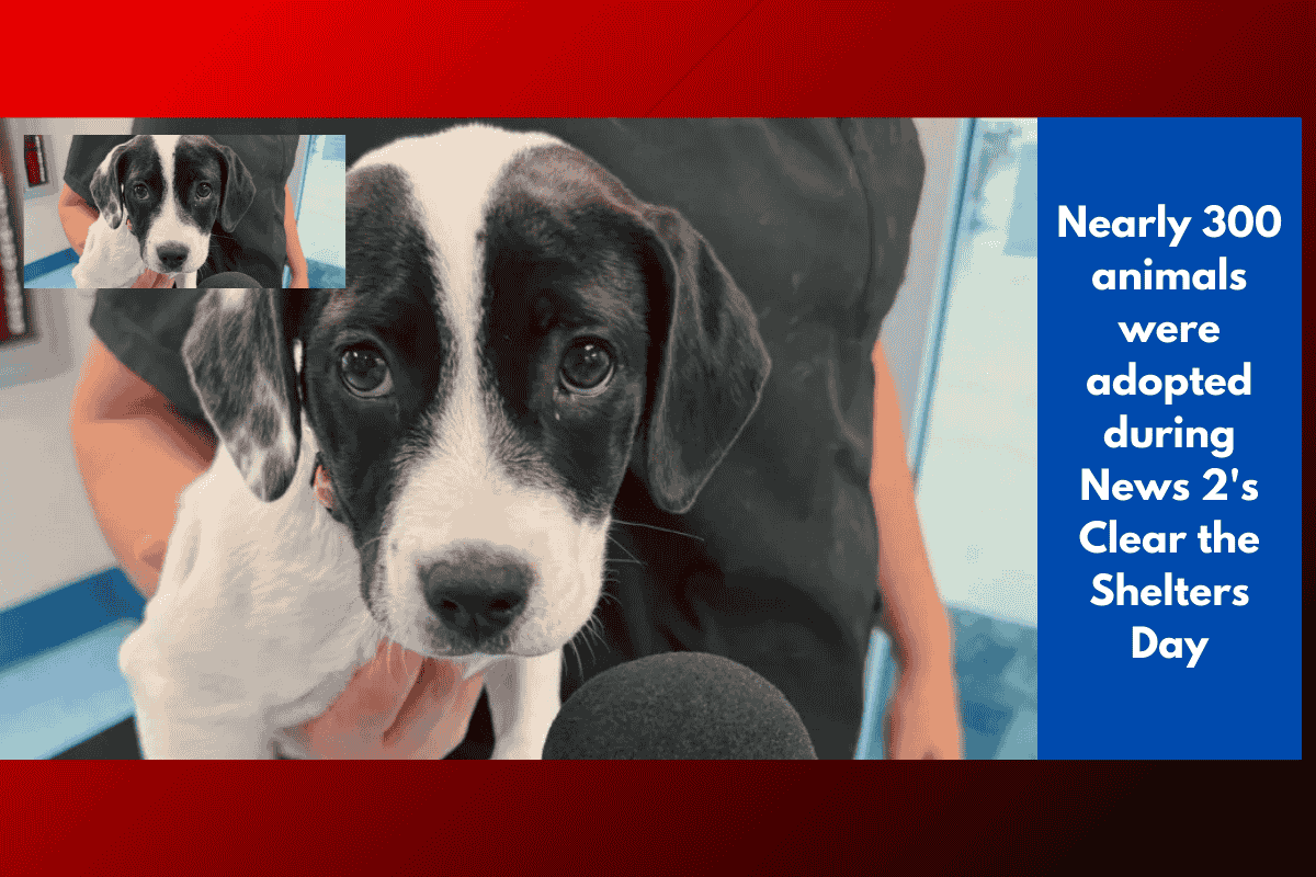 Nearly 300 animals were adopted during News 2's Clear the Shelters Day