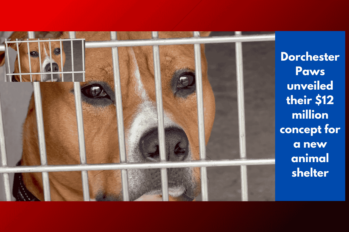 Dorchester Paws unveiled their $12 million concept for a new animal shelter