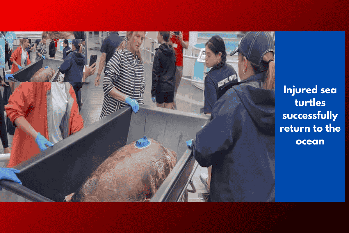 Injured sea turtles successfully return to the ocean