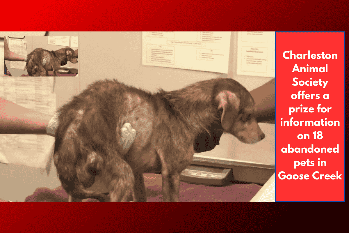 Charleston Animal Society offers a prize for information on 18 abandoned pets in Goose Creek