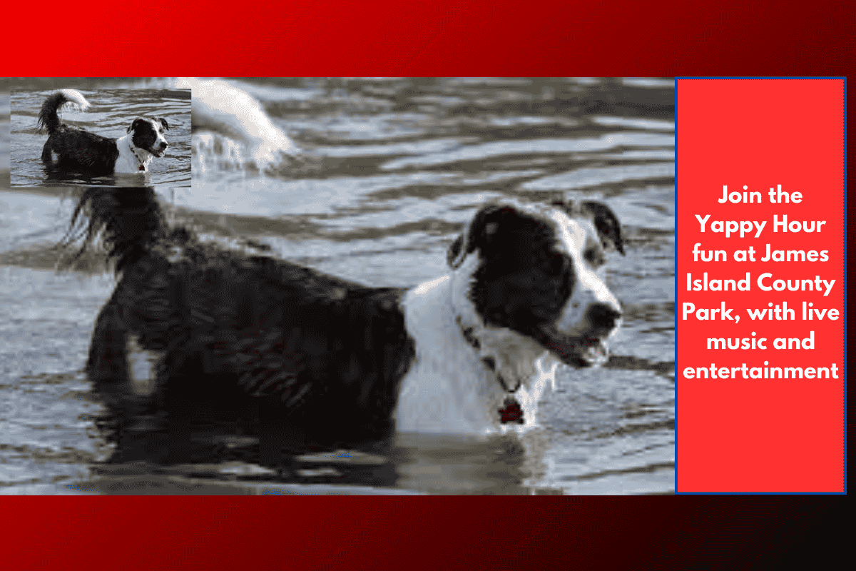 Join the Yappy Hour fun at James Island County Park, with live music and entertainment
