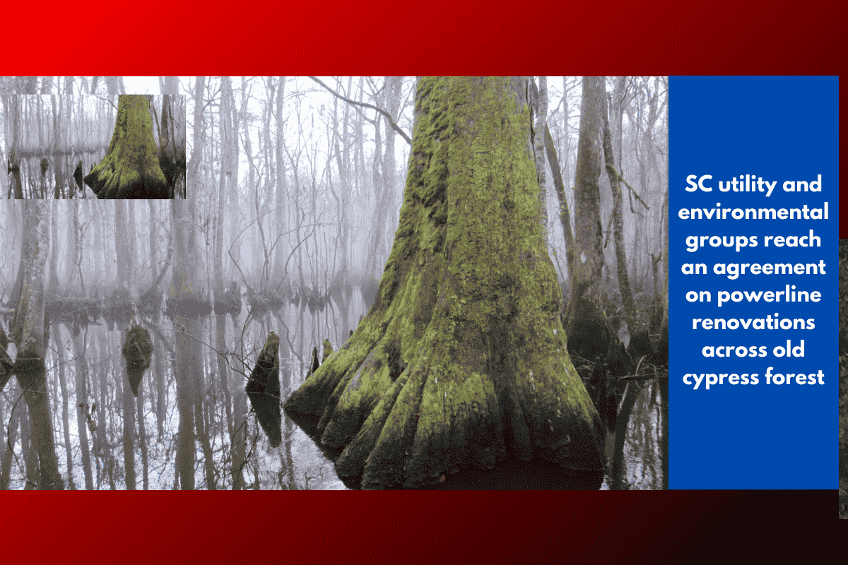 SC utility and environmental groups reach an agreement on powerline renovations across old cypress forest