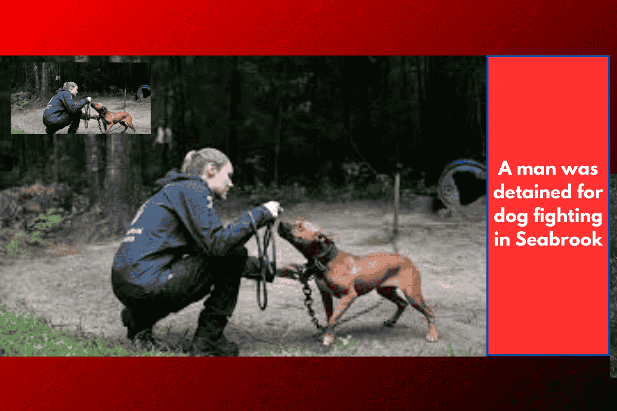 A man was detained for dog fighting in Seabrook