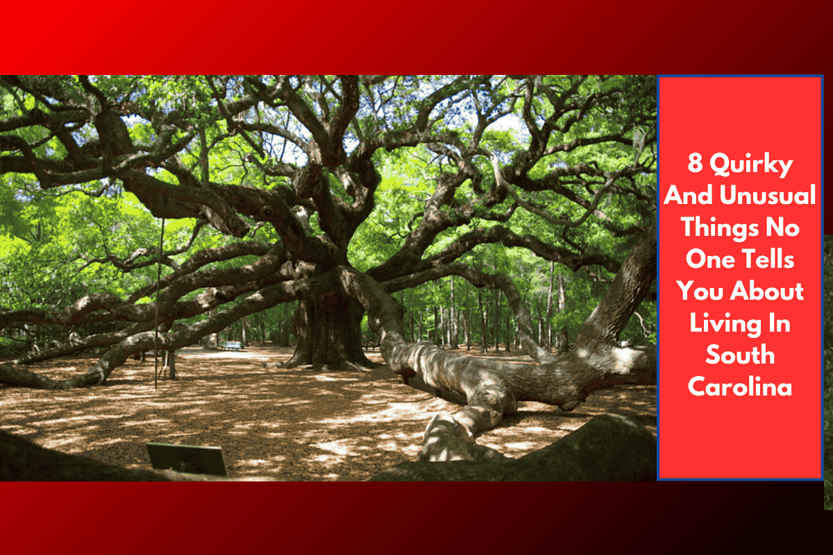 8 Quirky And Unusual Things No One Tells You About Living In South Carolina