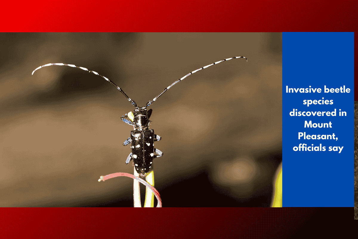 Invasive beetle species discovered in Mount Pleasant, officials say