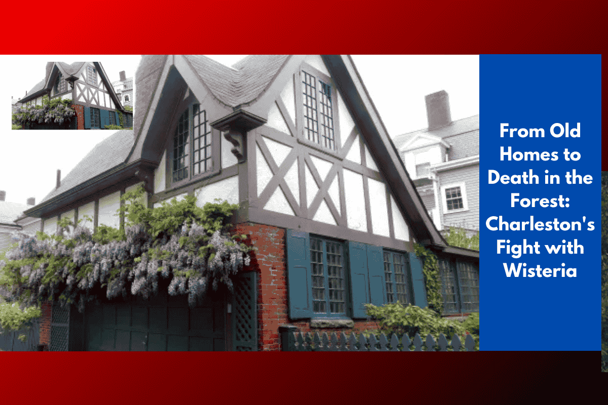 From Old Homes to Death in the Forest: Charleston's Fight with Wisteria