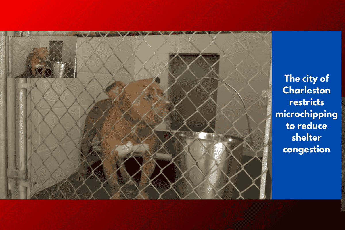 The city of Charleston restricts microchipping to reduce shelter congestion