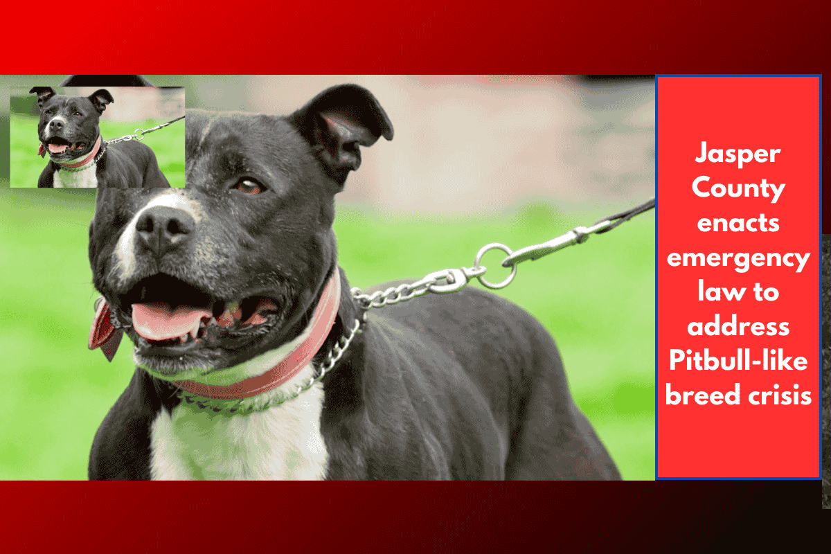 Jasper County enacts emergency law to address Pitbull-like breed crisis