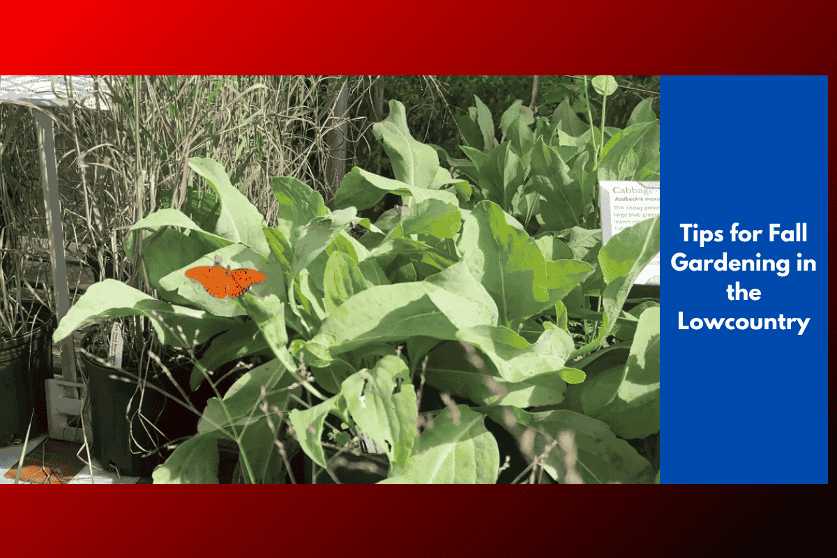 Tips for Fall Gardening in the Lowcountry