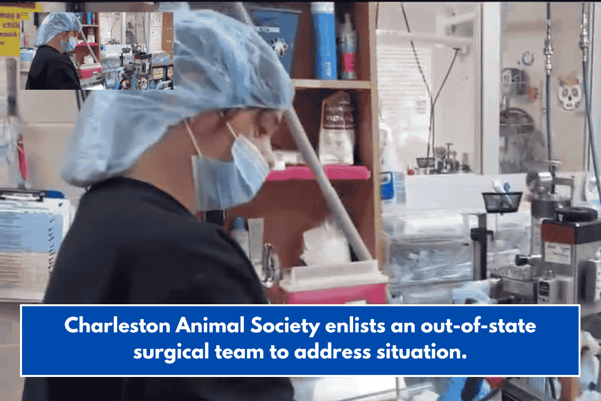 Charleston Animal Society enlists an out-of-state surgical team to address situation.