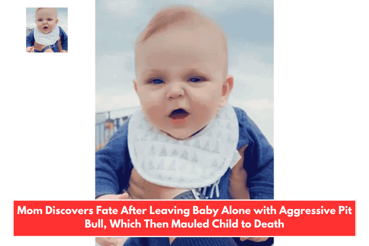 Mom Discovers Fate After Leaving Baby Alone with Aggressive Pit Bull, Which Then Mauled Child to Death