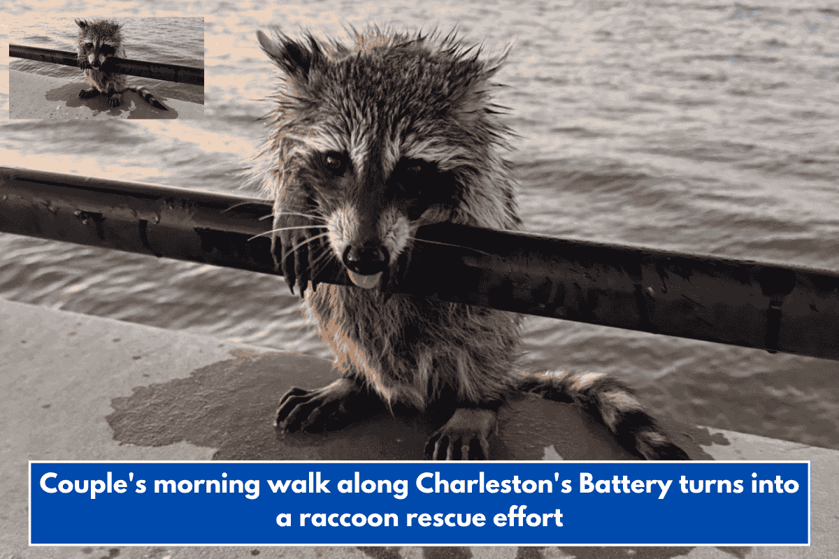 Couple's morning walk along Charleston's Battery turns into a raccoon rescue effort