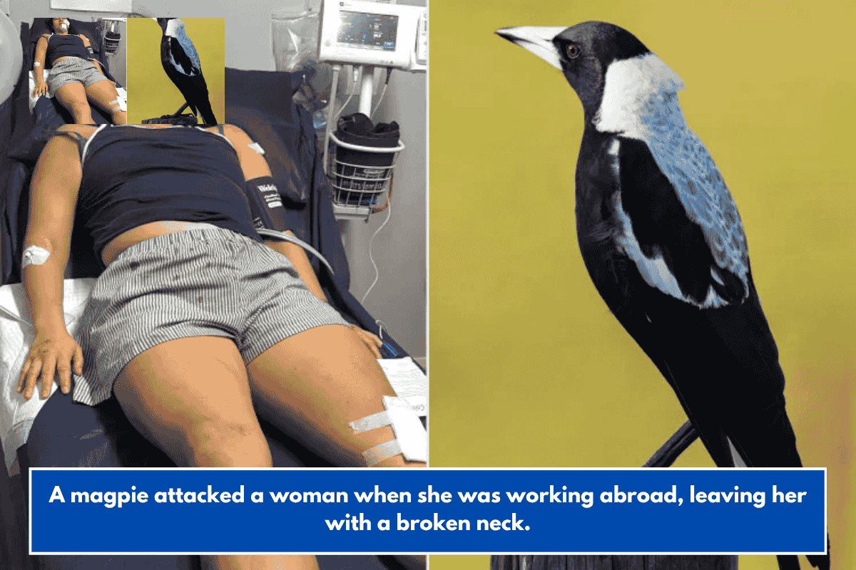 A magpie attacked a woman when she was working abroad, leaving her with a broken neck.