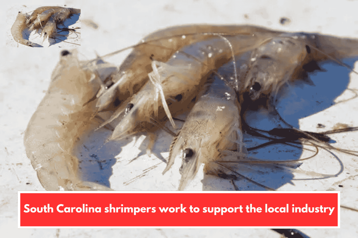 South Carolina shrimpers work to support the local industry