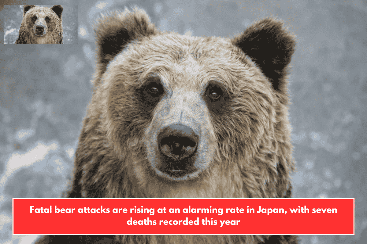 Fatal bear attacks are rising at an alarming rate in Japan, with seven deaths recorded this year