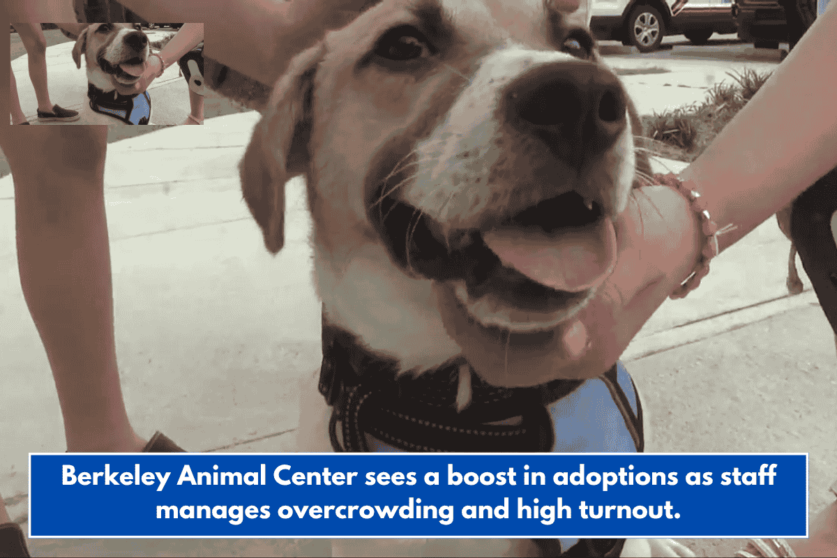 Berkeley Animal Center sees a boost in adoptions as staff manages overcrowding and high turnout.
