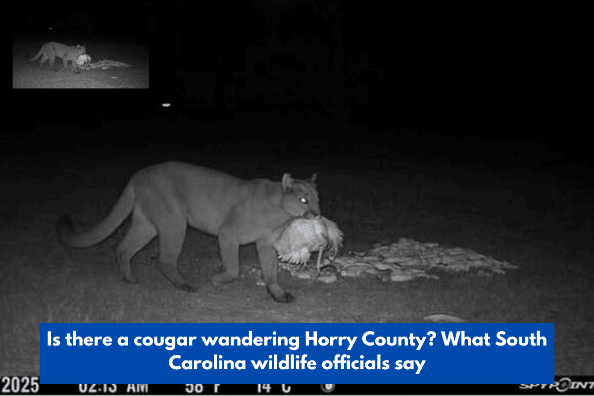 Is there a cougar wandering Horry County? What South Carolina wildlife officials say