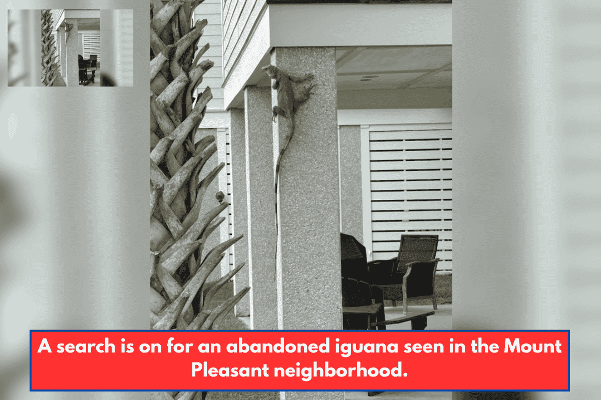 A search is on for an abandoned iguana seen in the Mount Pleasant neighborhood.
