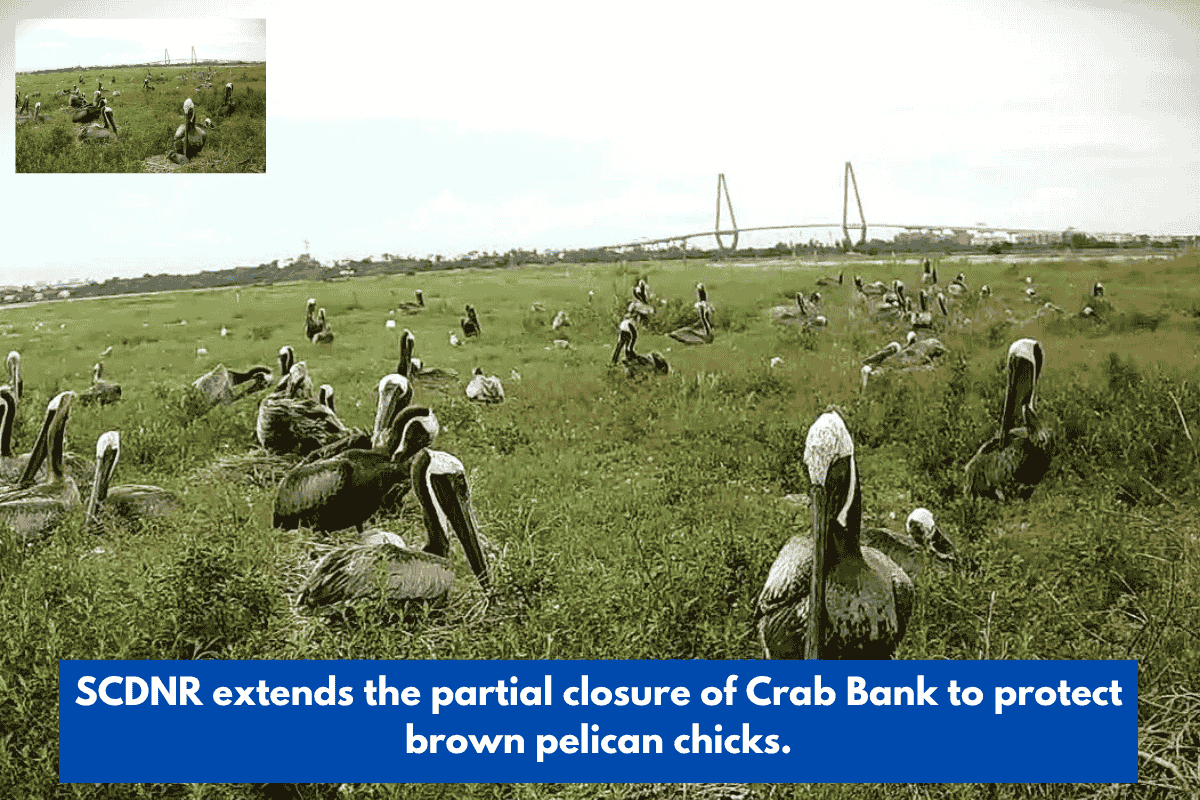 SCDNR extends the partial closure of Crab Bank to protect brown pelican chicks.