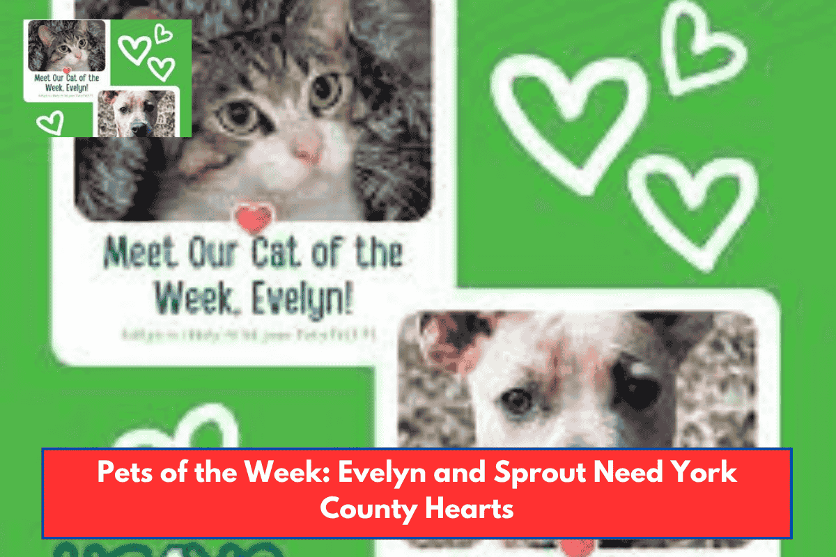 Pets of the Week: Evelyn and Sprout Need York County Hearts